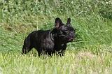 BOULEDOGUE FRANCAIS 085